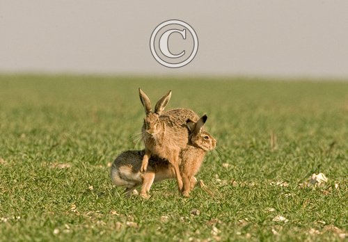 Mad Brown Hares 1 DMO241